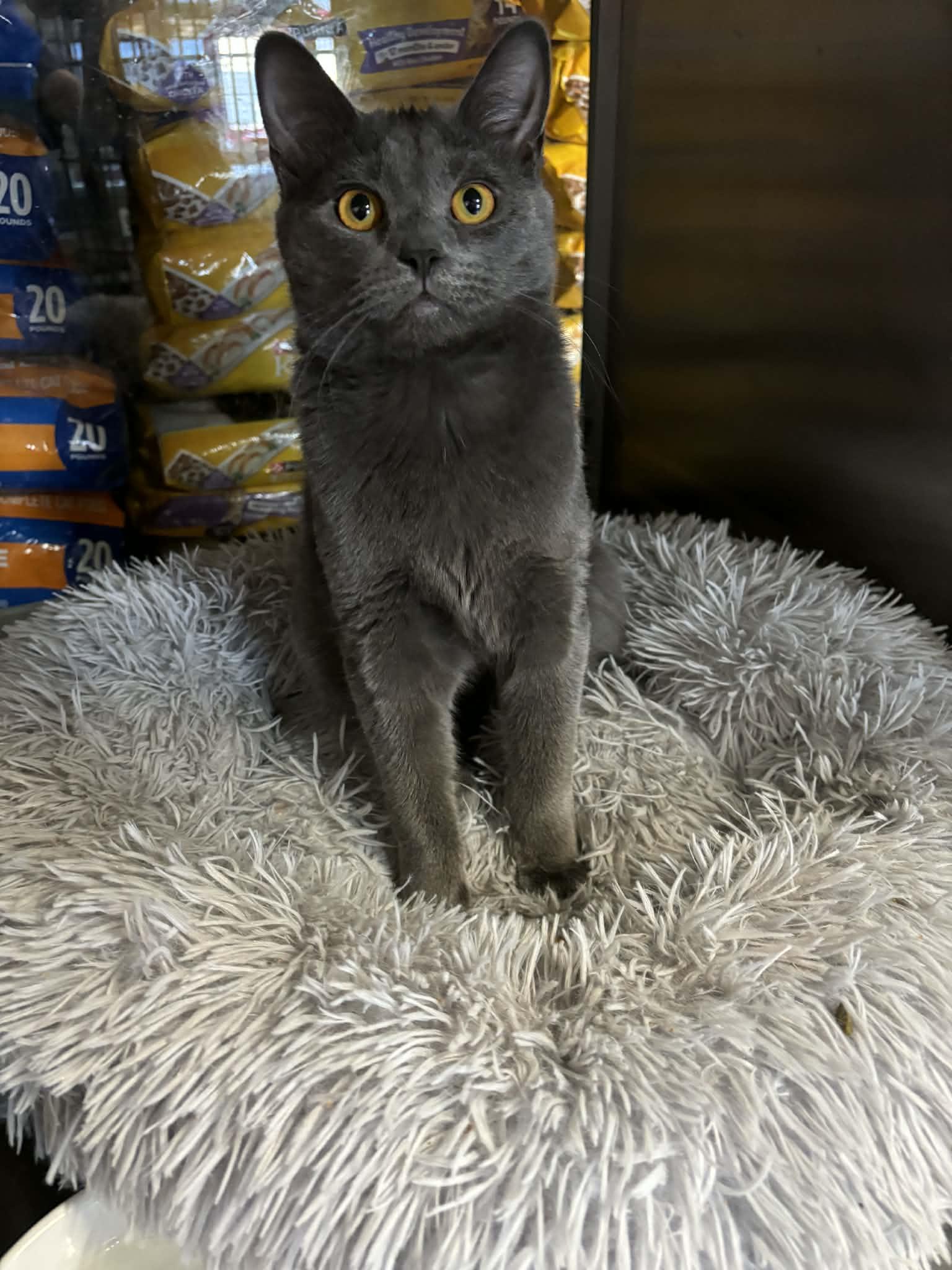Koda, ADOPTABLE, Young Female Domestic Short Hair.