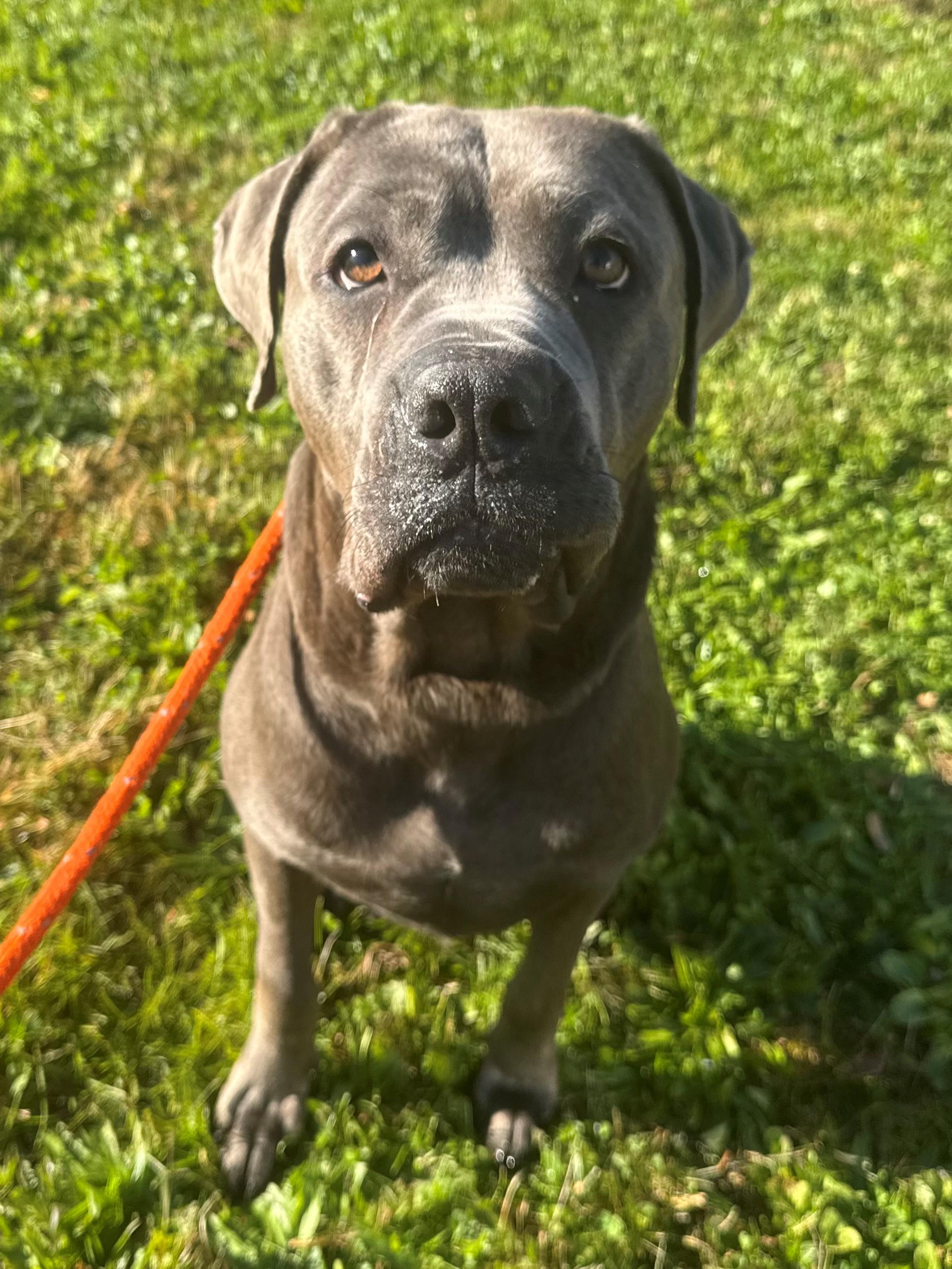 Pluto Tag #1807, Adoptable, Adult Female Cane Corso.