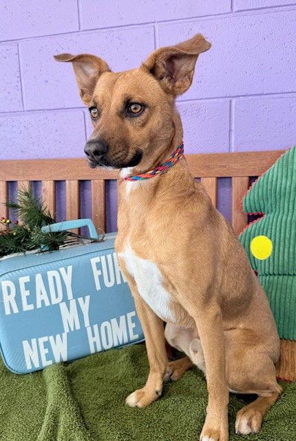 Enlarge **RASCAL**, a Adoptable Black Mouth Cur in North Prairie, WI image 1/3