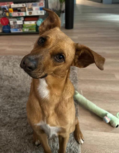 Enlarge **RASCAL**, a Adoptable Black Mouth Cur in North Prairie, WI image 1/3