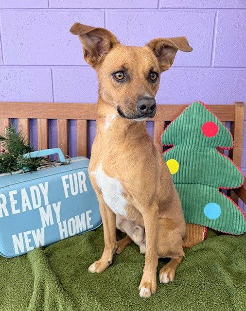 Enlarge **RASCAL**, a Adoptable Black Mouth Cur in North Prairie, WI image 2/3