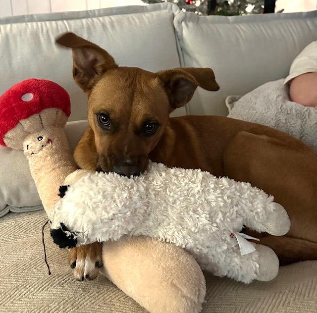 Enlarge **RASCAL**, a Adoptable Black Mouth Cur in North Prairie, WI image 2/3