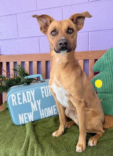Enlarge **RASCAL**, a Adoptable Black Mouth Cur in North Prairie, WI image 3/3