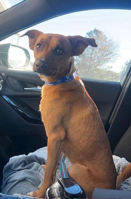 Enlarge **RASCAL**, a Adoptable Black Mouth Cur in North Prairie, WI image 3/3