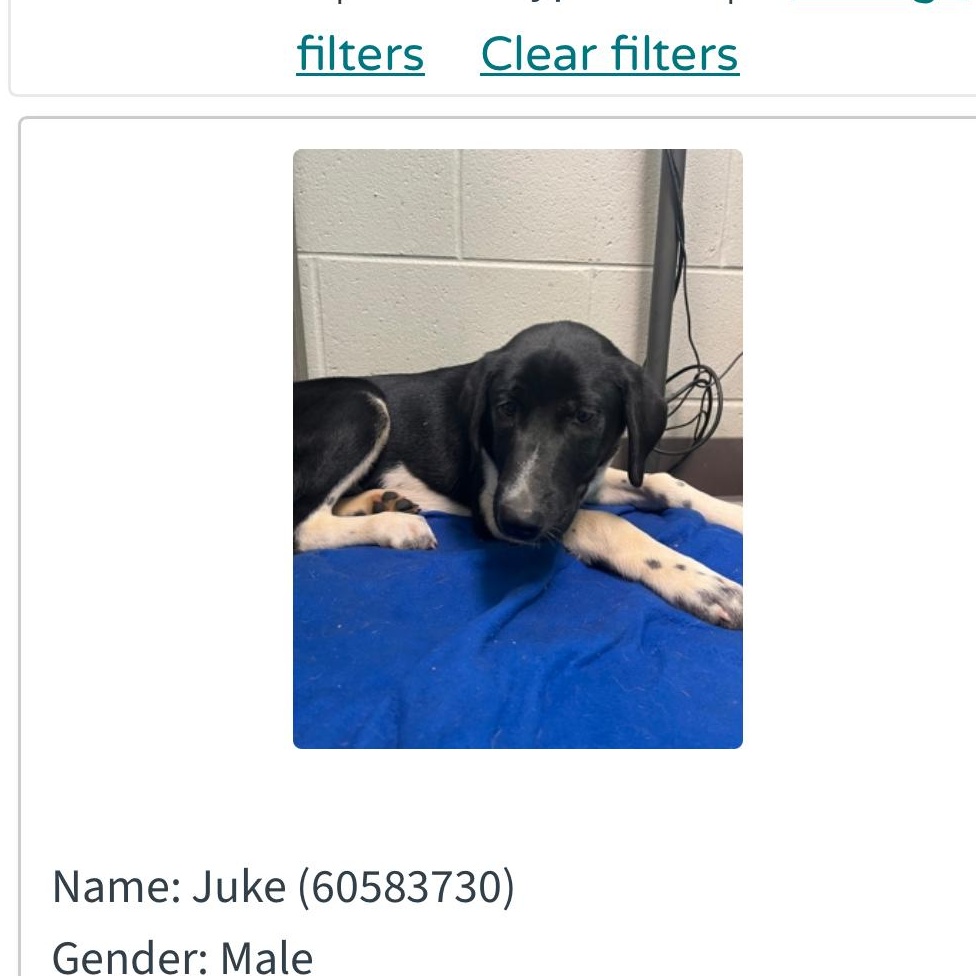 Enlarge Juke, a ADOPTABLE mixed breed in Newfoundland, NJ image 2/3