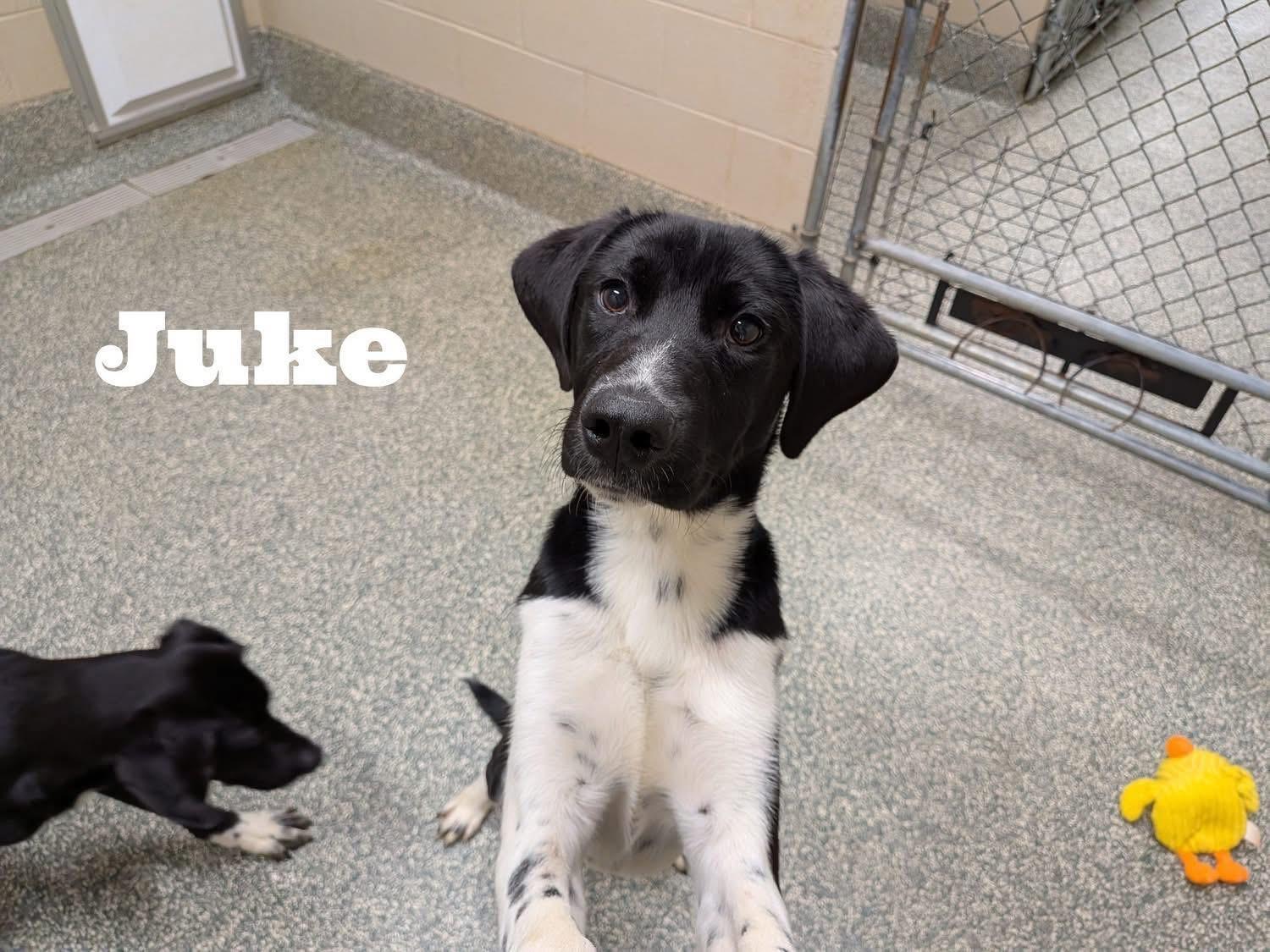 Enlarge Juke, a ADOPTABLE mixed breed in Newfoundland, NJ image 1/3