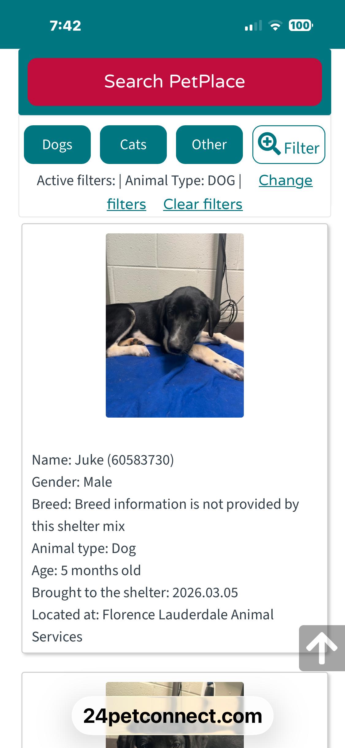 Enlarge Juke, a ADOPTABLE mixed breed in Newfoundland, NJ image 3/3