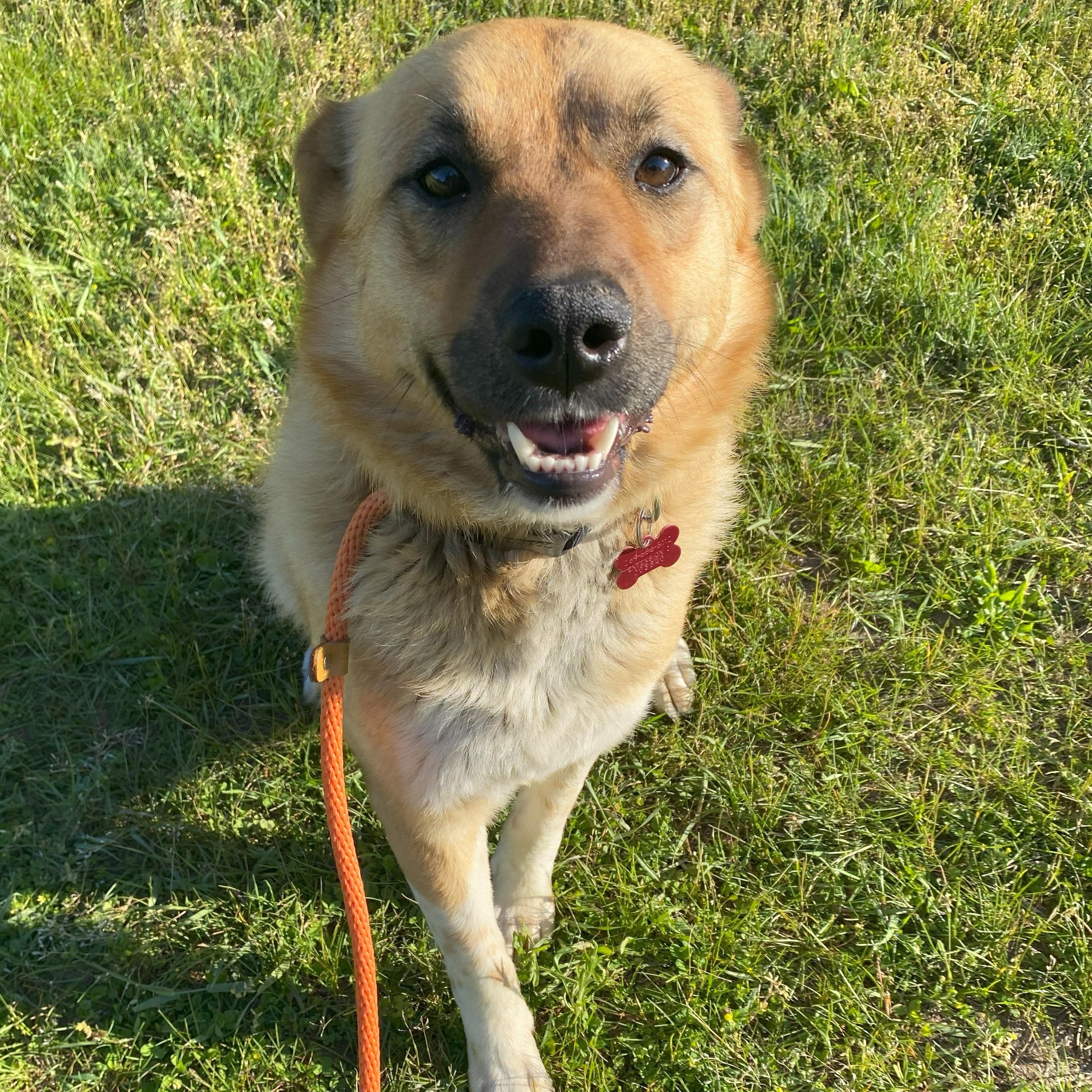 Alex, Adult Female Mixed Breed