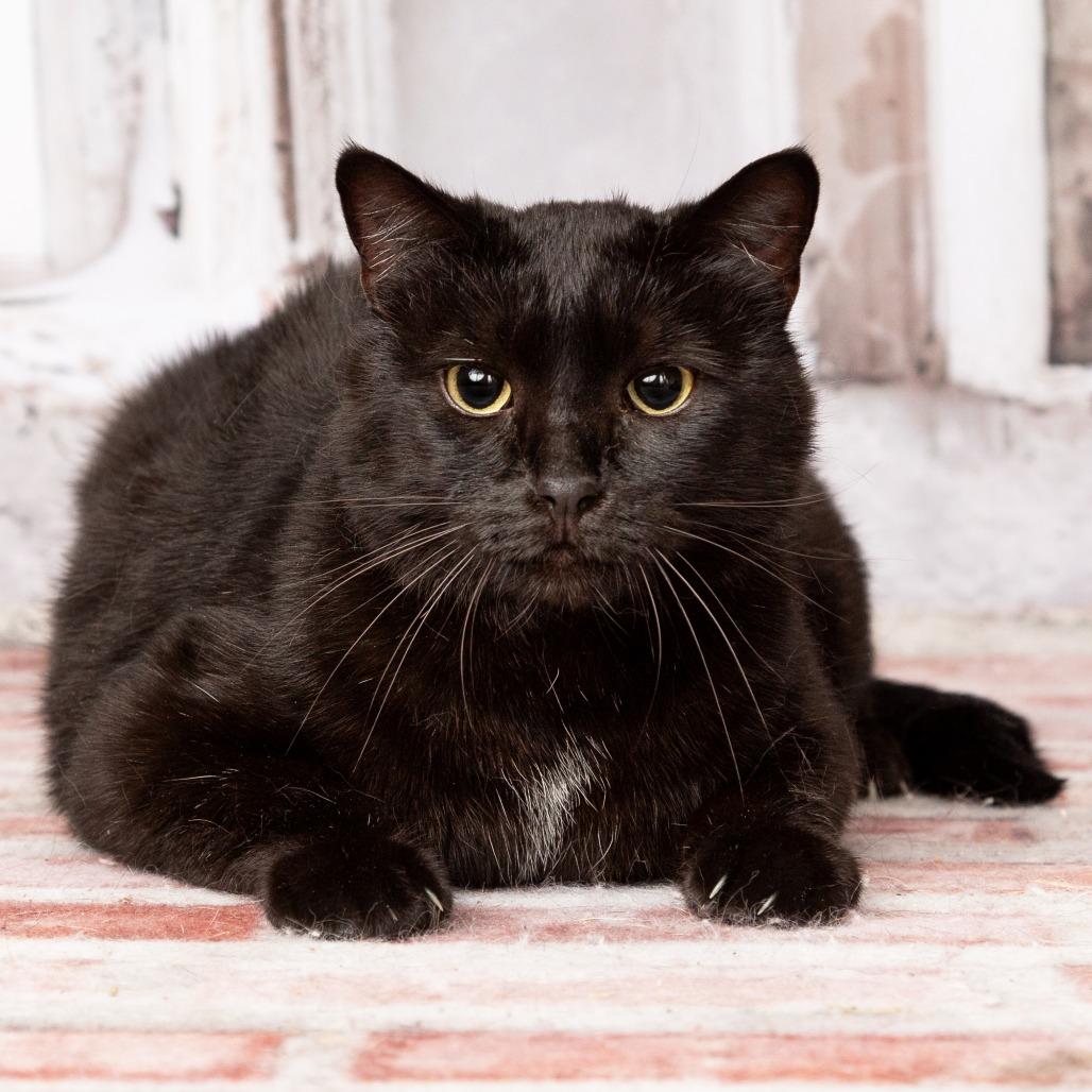 Enlarge Riley, a Adoptable mixed breed in Flower Mound, TX image 3/6