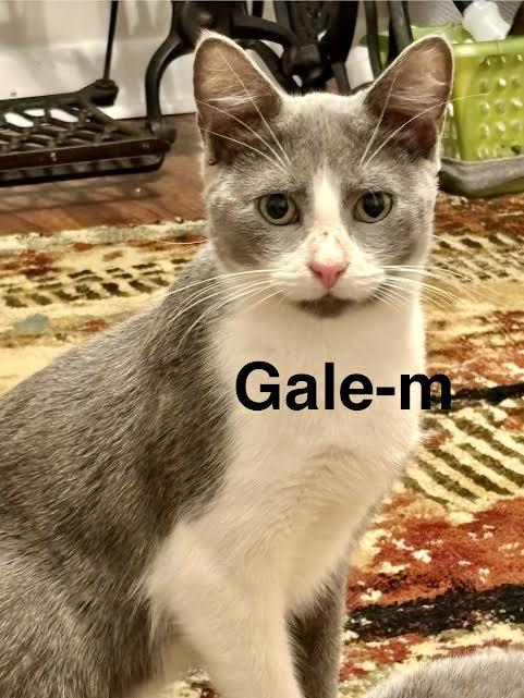Enlarge Gale, an adopted Domestic Short Hair in Wadsworth, OH image 1/1
