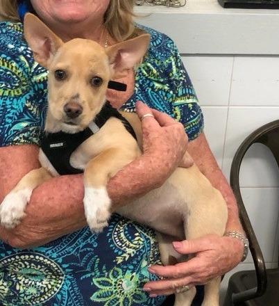 Champagne/Roo, Adopted, Adult Female Corgi & Terrier.