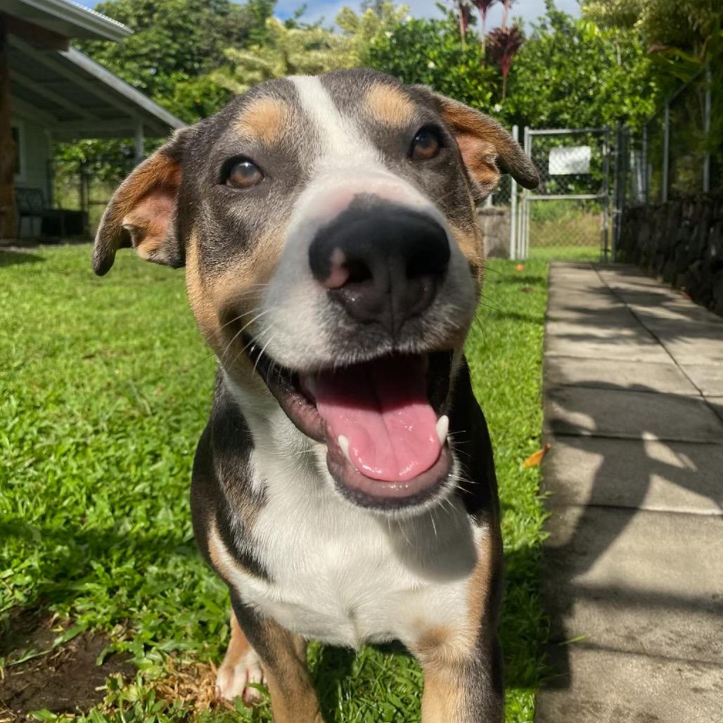 Enlarge Zuzu, a Adoptable Mixed Breed in Keaau, HI image 1/6