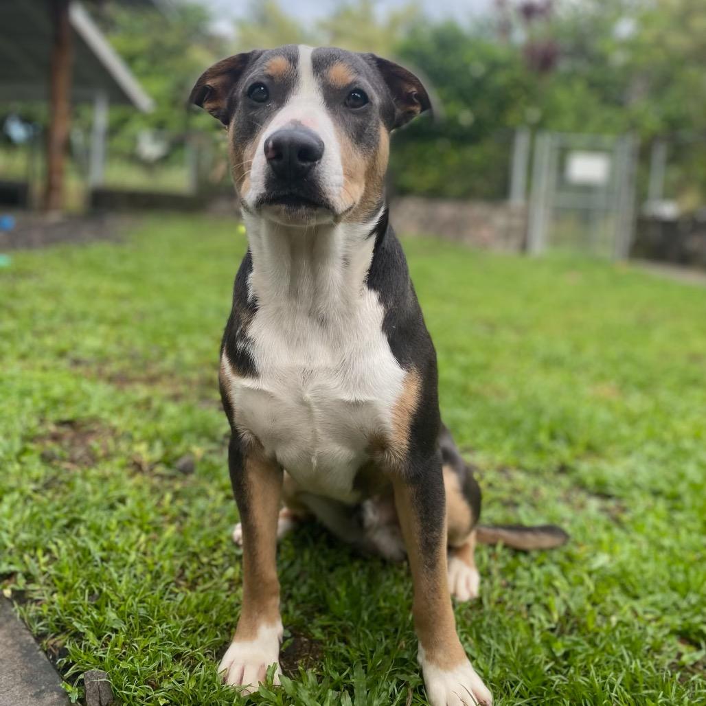 Enlarge Zuzu, a Adoptable Mixed Breed in Keaau, HI image 2/6
