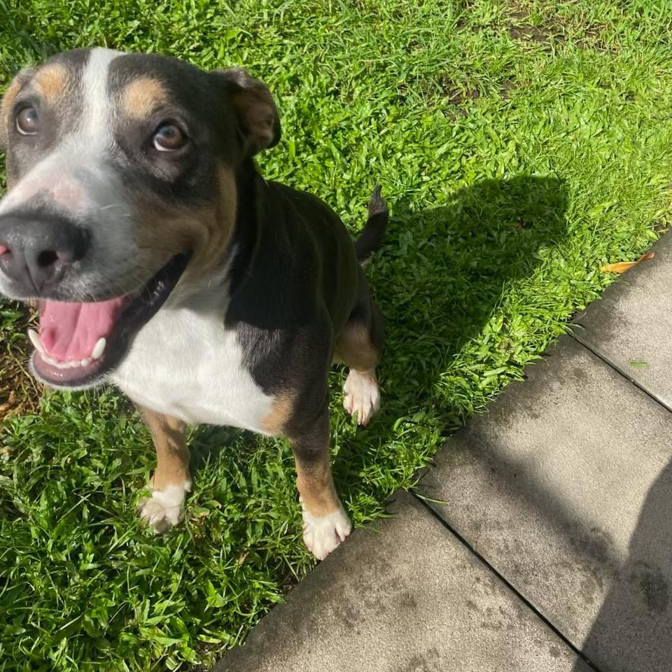 Enlarge Zuzu, a Adoptable Mixed Breed in Keaau, HI image 3/6