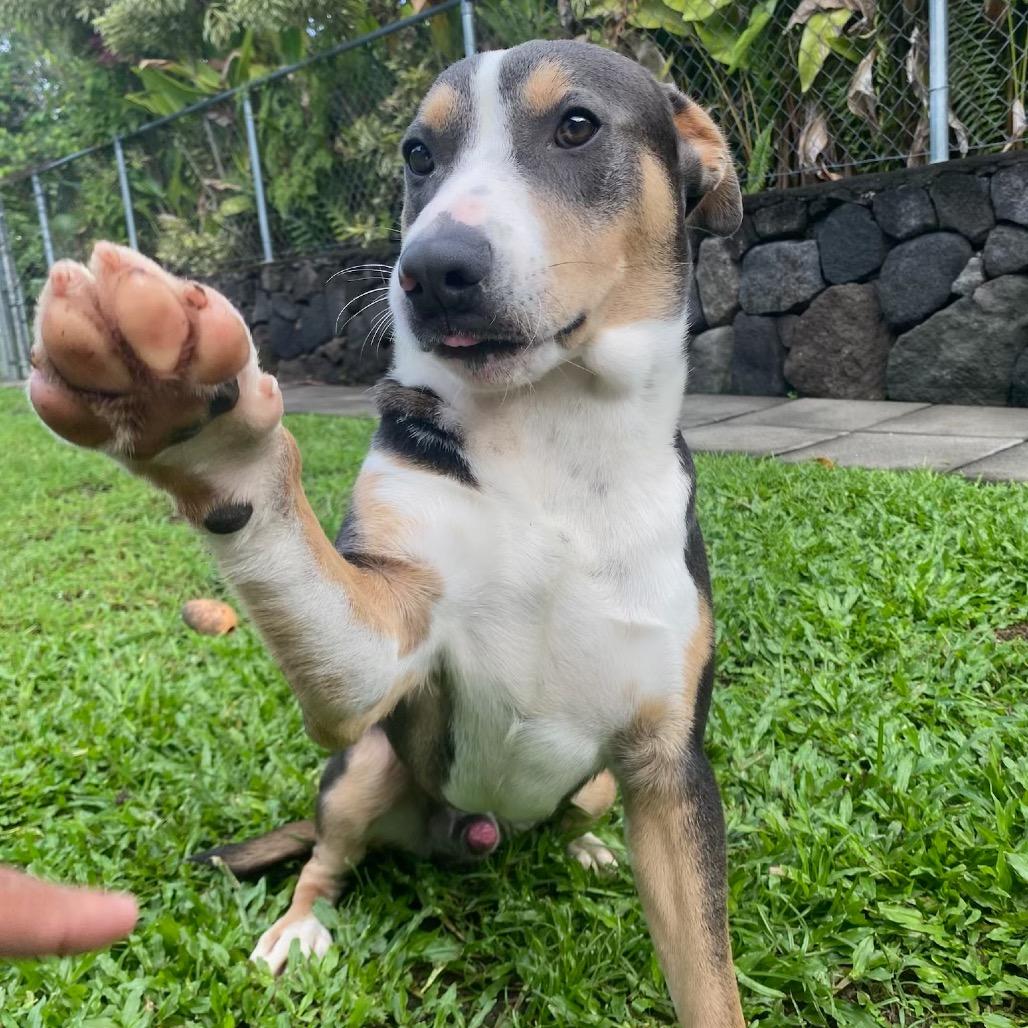 Enlarge Zuzu, a Adoptable Mixed Breed in Keaau, HI image 4/6