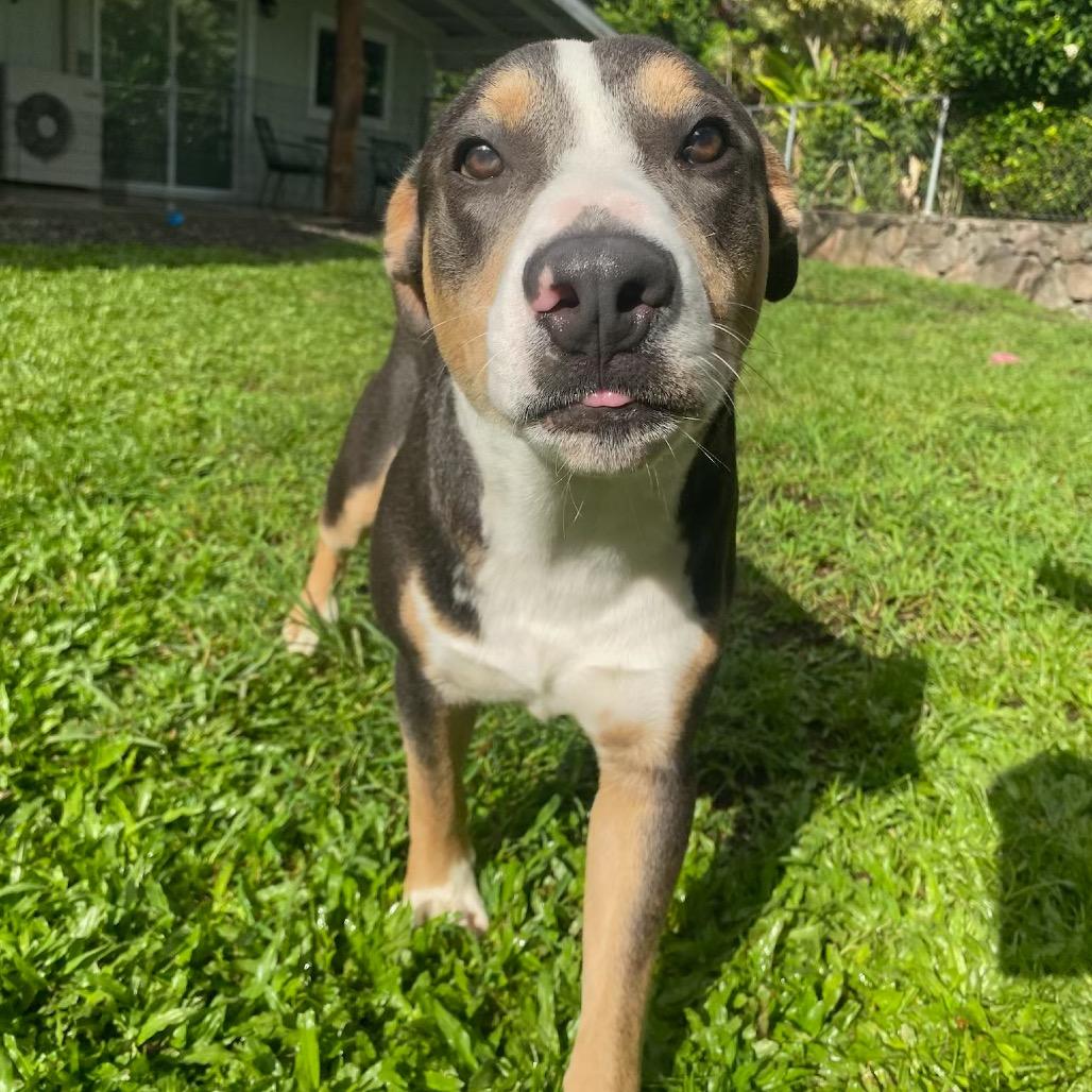 Enlarge Zuzu, a Adoptable Mixed Breed in Keaau, HI image 5/6