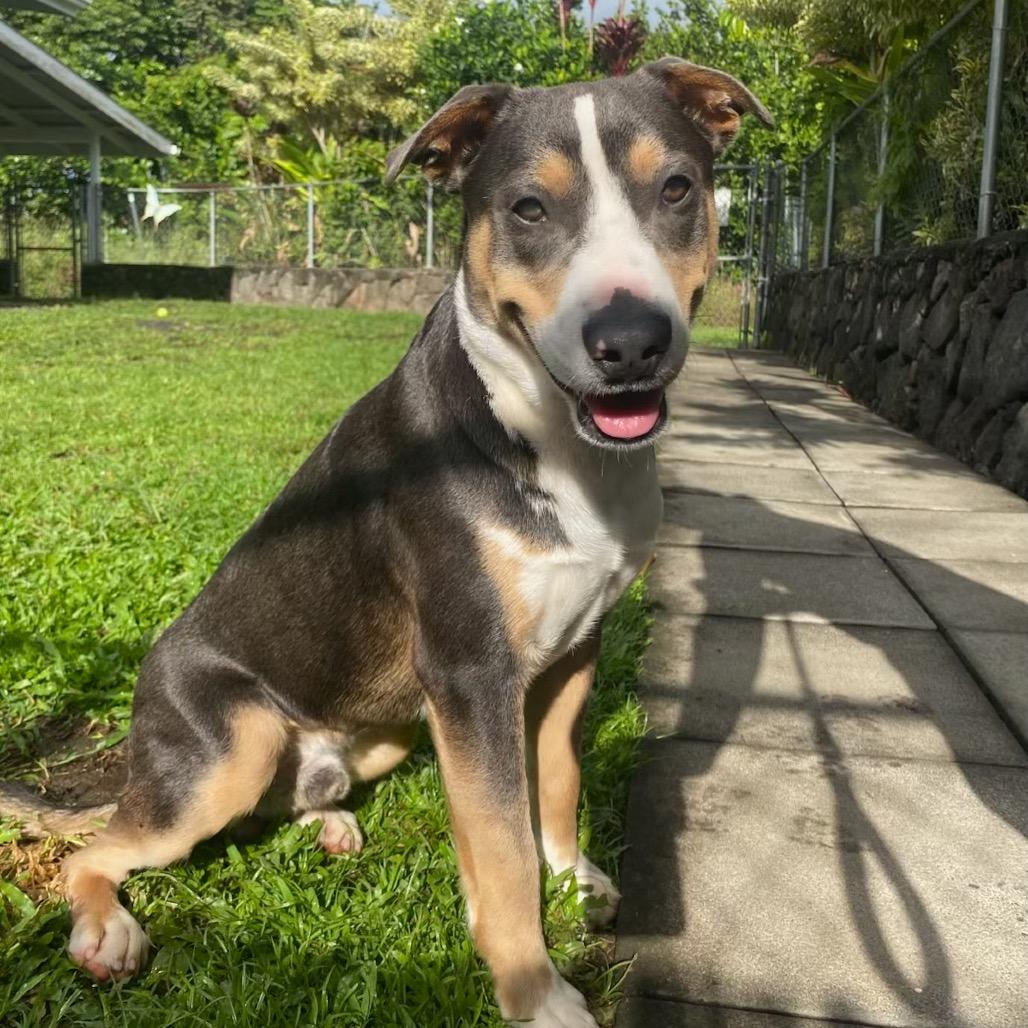 Enlarge Zuzu, a Adoptable Mixed Breed in Keaau, HI image 6/6