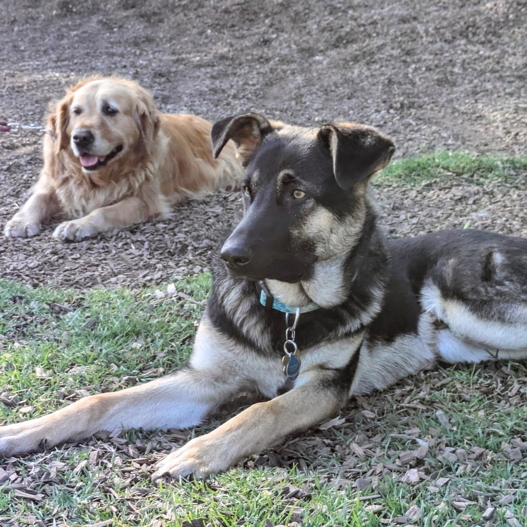 Mars, Adoptable, Young Male Shepherd & Mixed Breed.