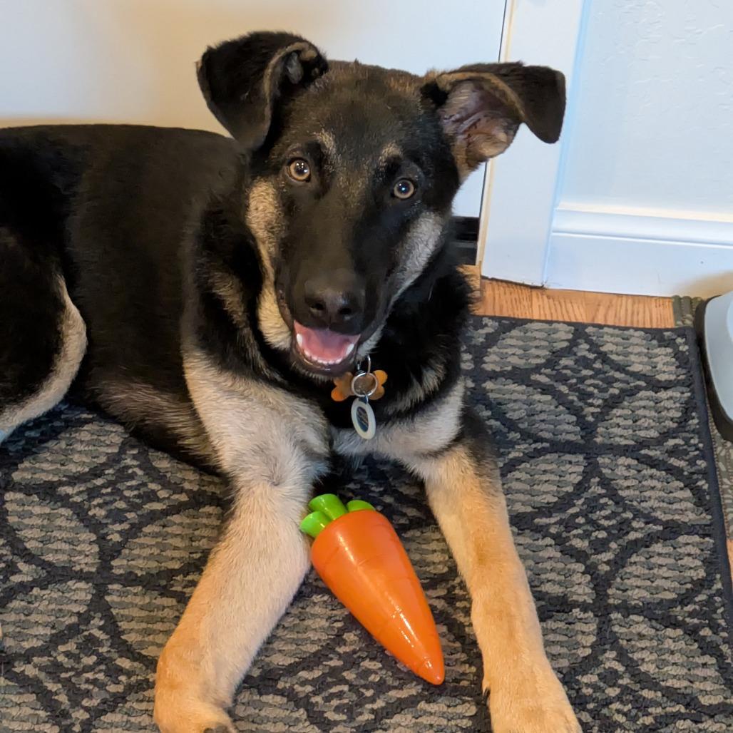 Enlarge Mars, a Adoptable mixed breed in San Francisco, CA image 2/4