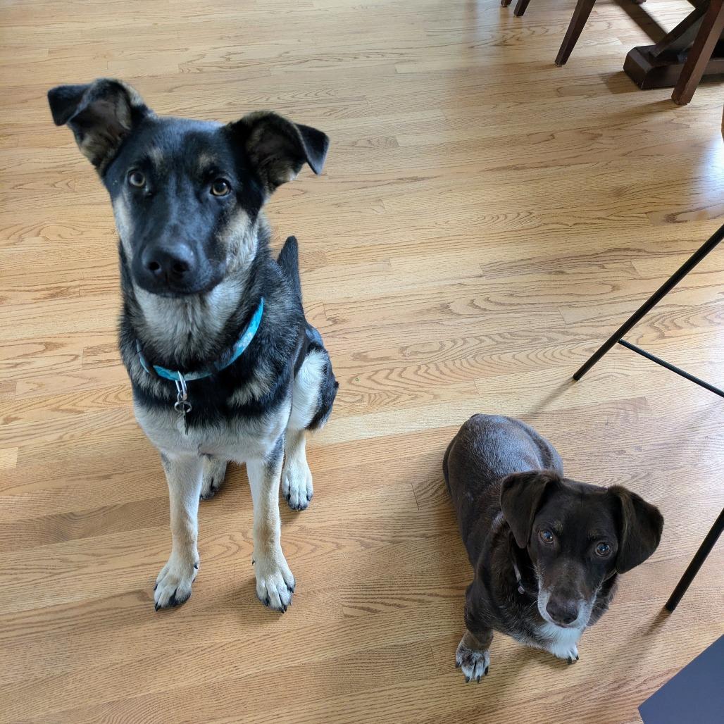 Enlarge Mars, a Adoptable mixed breed in San Francisco, CA image 3/4