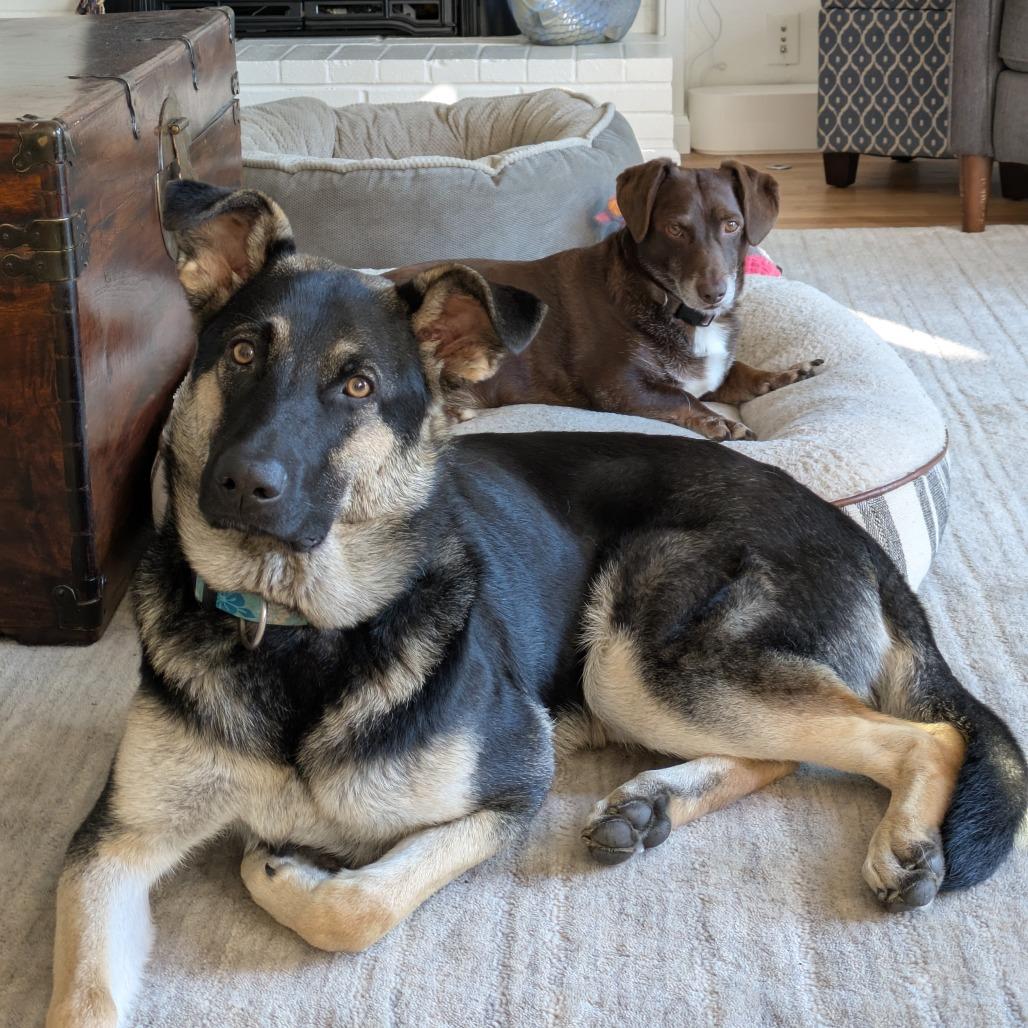 Enlarge Mars, a Adoptable mixed breed in San Francisco, CA image 4/4