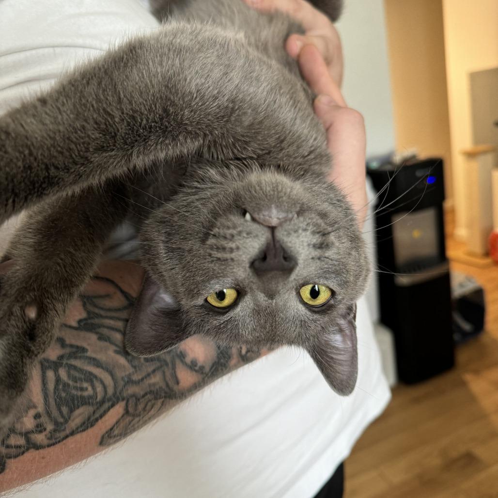 Chi Chi, Adoptable, Adult Male Domestic Short Hair.