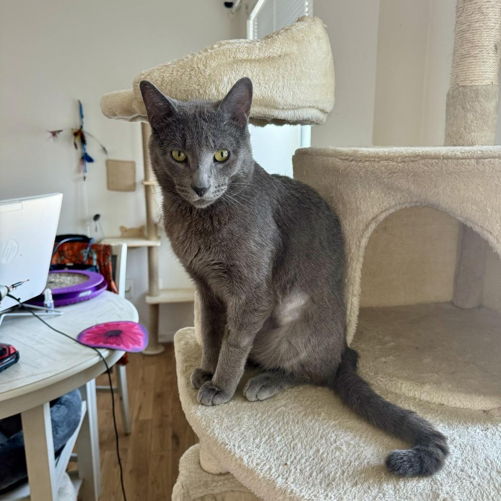 Enlarge Chi Chi, a Adoptable Domestic Short Hair in Middle Village, NY image 2/4