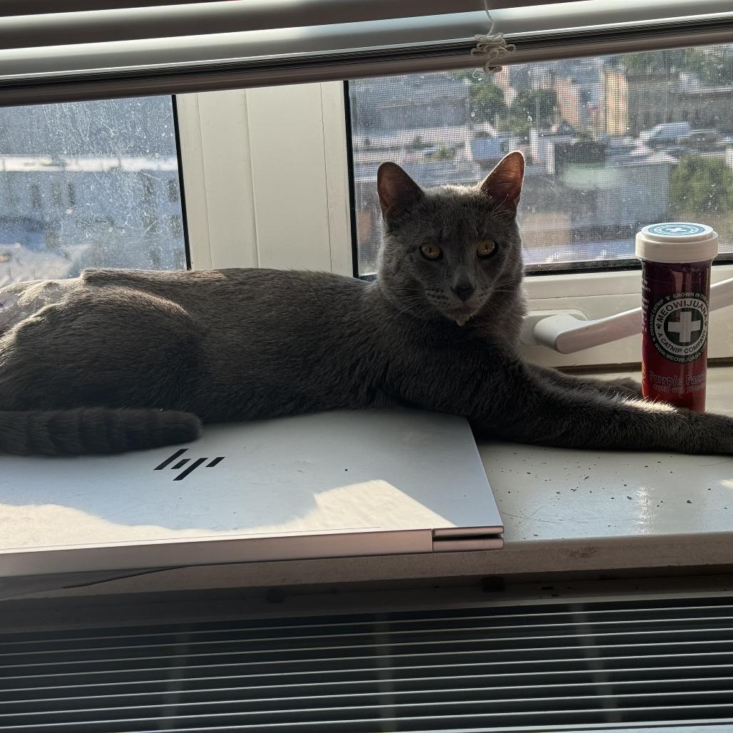 Enlarge Chi Chi, a Adoptable Domestic Short Hair in Middle Village, NY image 3/4