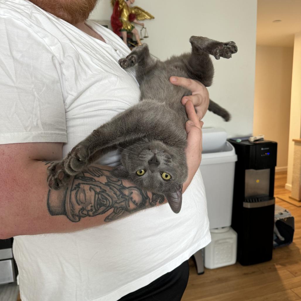 Enlarge Chi Chi, a Adoptable Domestic Short Hair in Middle Village, NY image 4/4