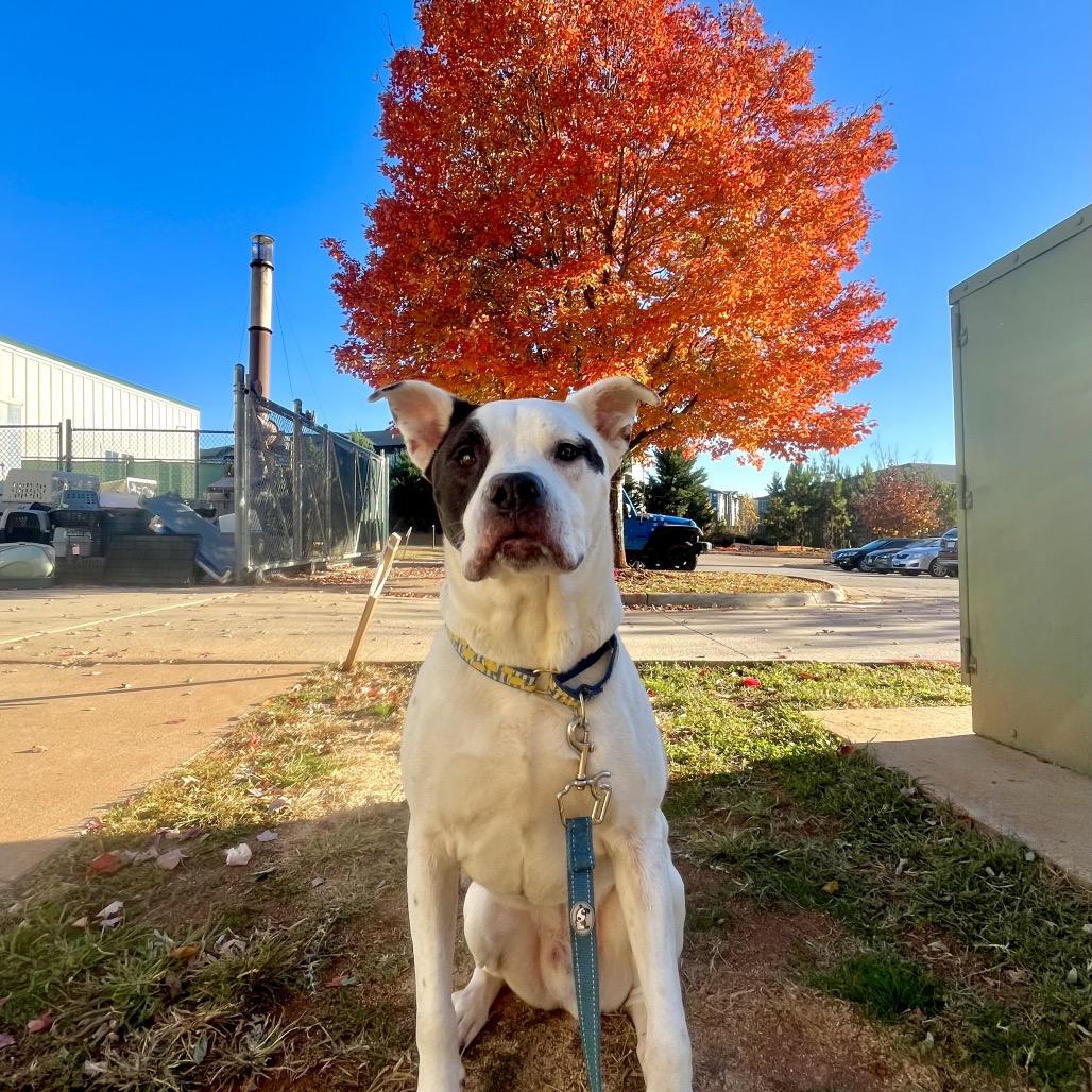 Enlarge Ziggy, a Adoptable mixed breed in Sherwood, OR image 1/6