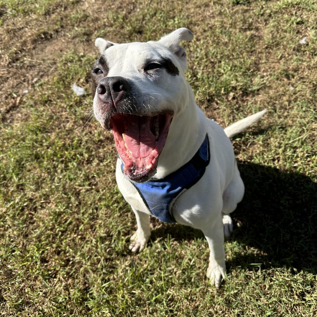 Enlarge Ziggy, a Adoptable mixed breed in Sherwood, OR image 2/6