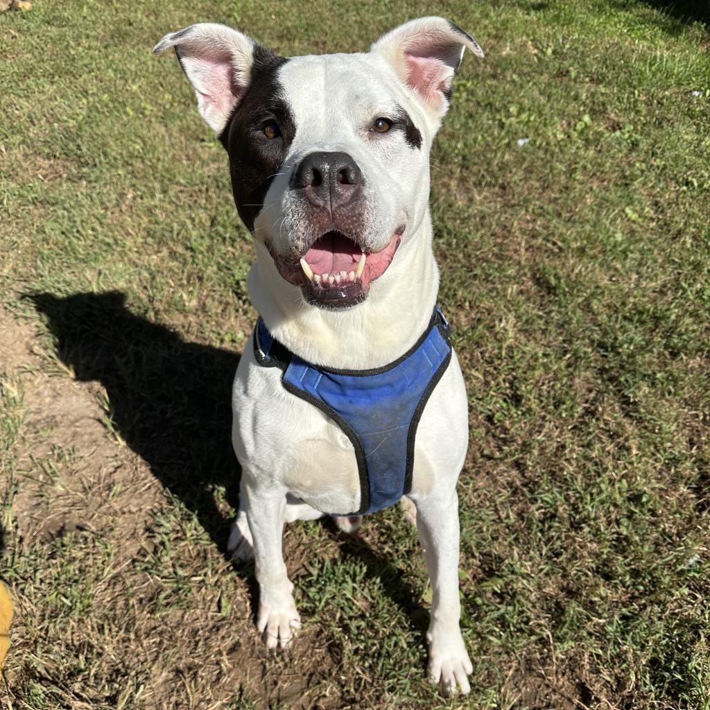 Enlarge Ziggy, a Adoptable mixed breed in Sherwood, OR image 3/6