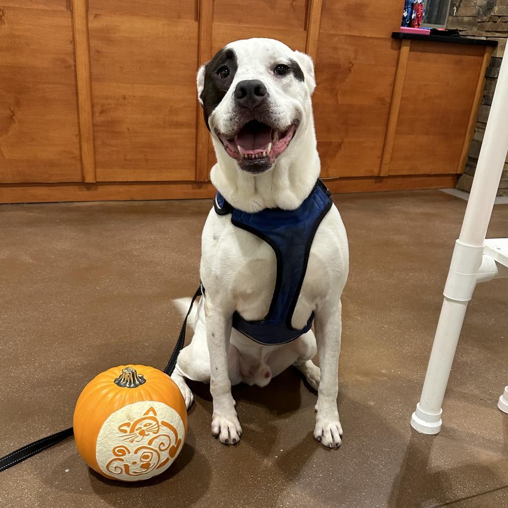 Enlarge Ziggy, a Adoptable mixed breed in Sherwood, OR image 4/6