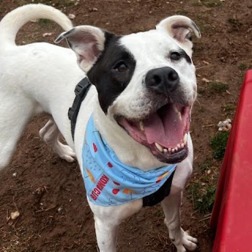 Enlarge Ziggy, a Adoptable mixed breed in Sherwood, OR image 5/6