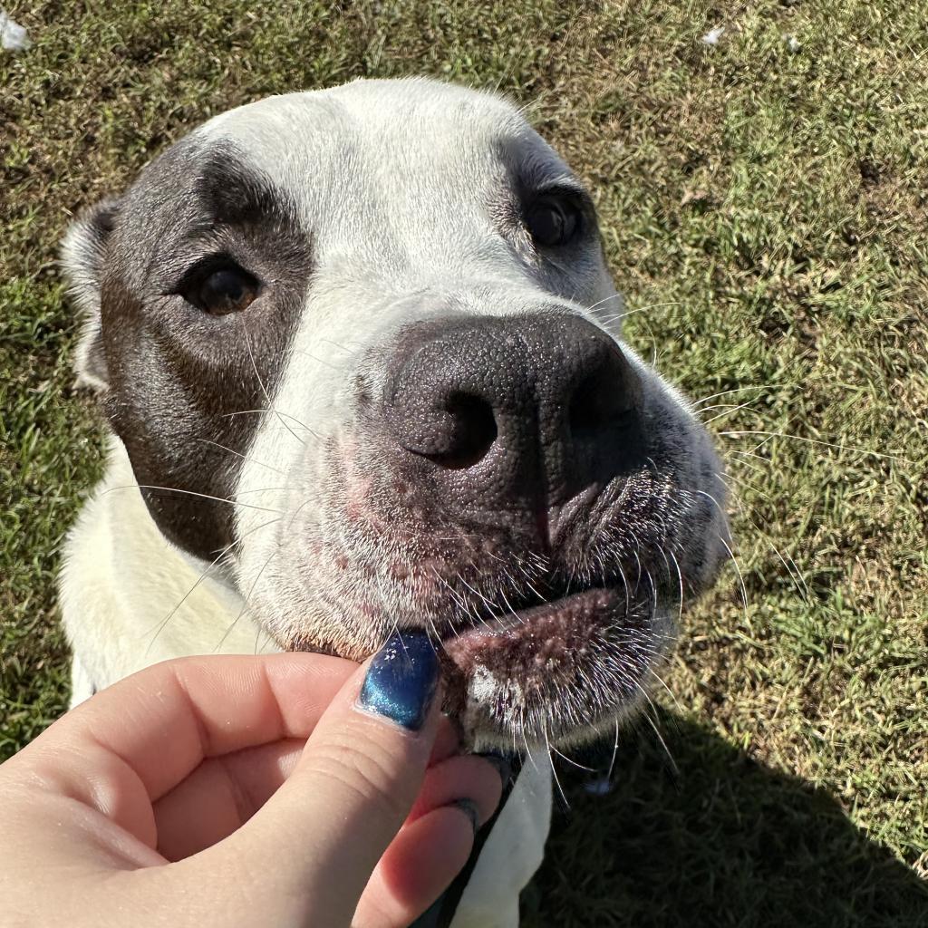 Enlarge Ziggy, a Adoptable mixed breed in Sherwood, OR image 6/6