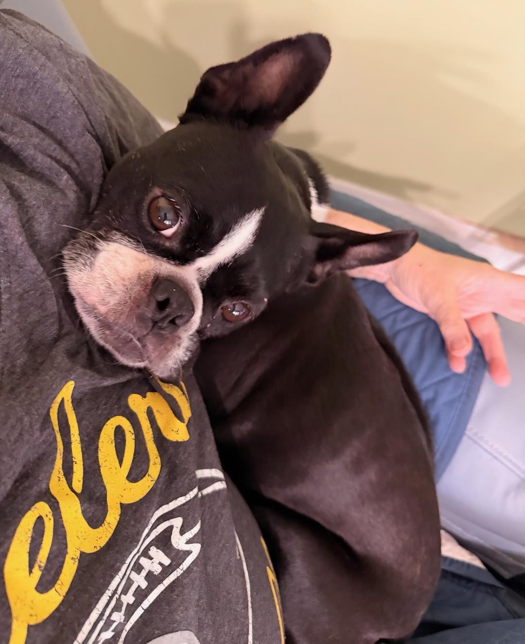 Enlarge Abby in IA, a Adoptable Boston Terrier in Des Moines, IA image 2/6