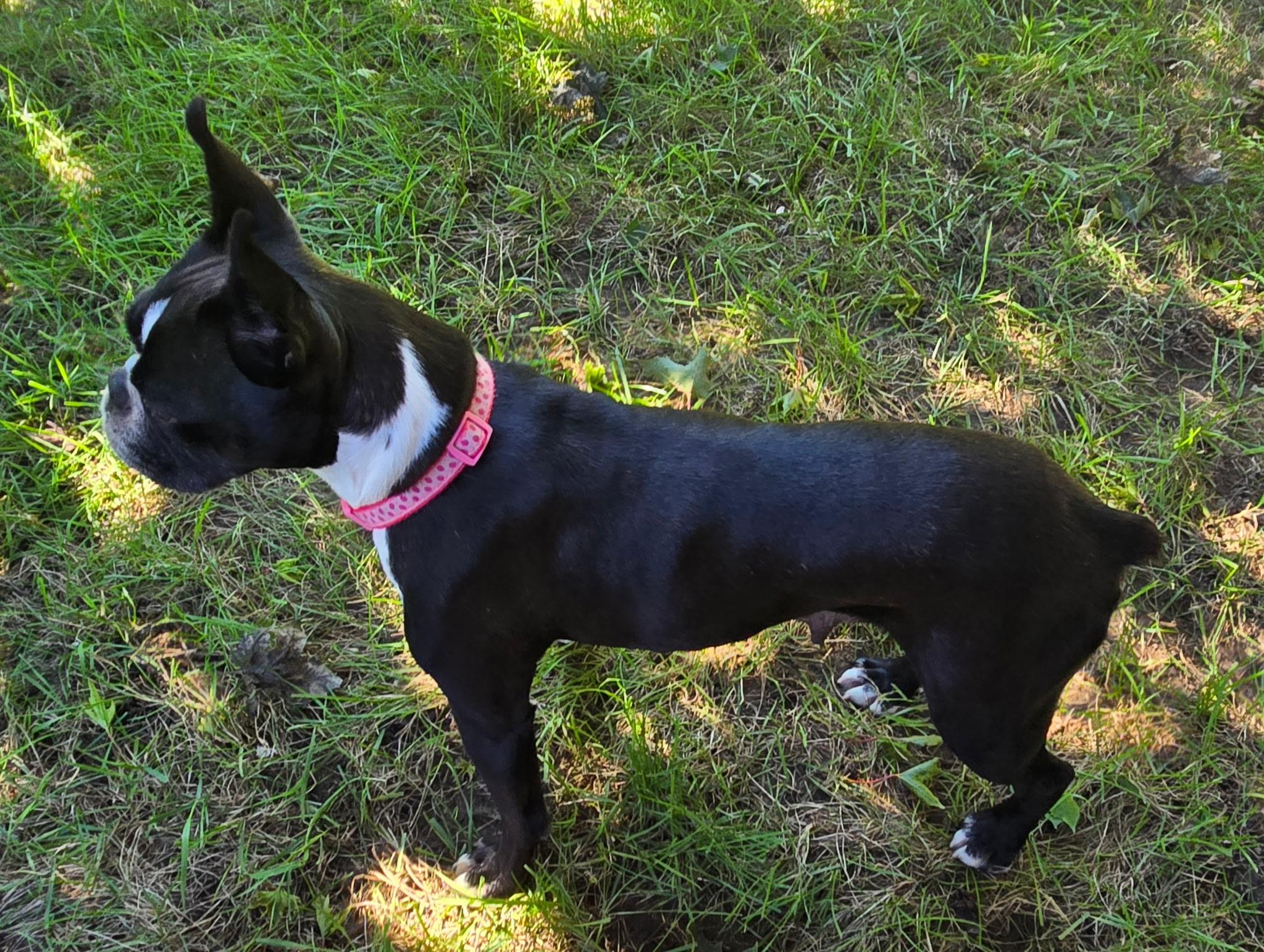 Enlarge Abby in IA, a Adoptable Boston Terrier in Des Moines, IA image 4/6