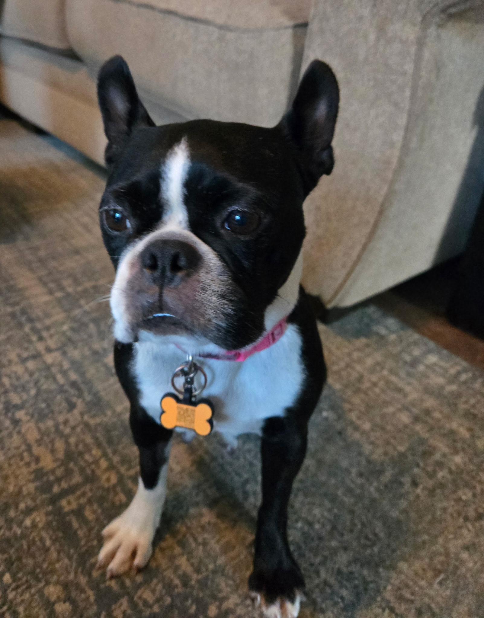 Enlarge Abby in IA, a Adoptable Boston Terrier in Des Moines, IA image 6/6