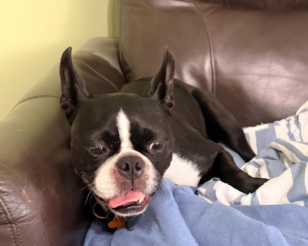 Enlarge Abby in IA, a Adoptable Boston Terrier in Des Moines, IA image 3/6