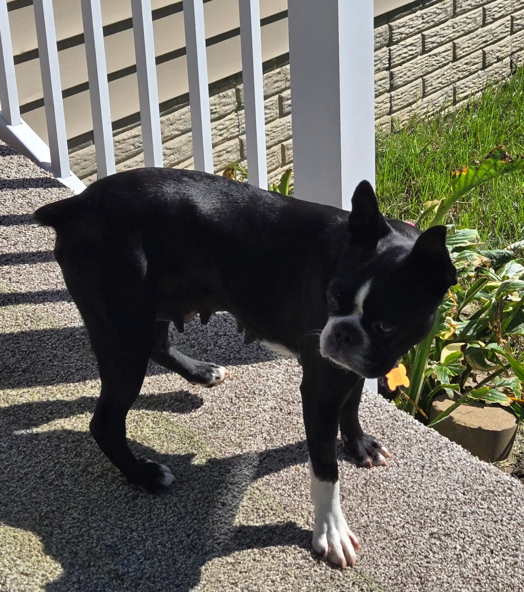 Enlarge Abby in IA, a Adoptable Boston Terrier in Des Moines, IA image 5/6