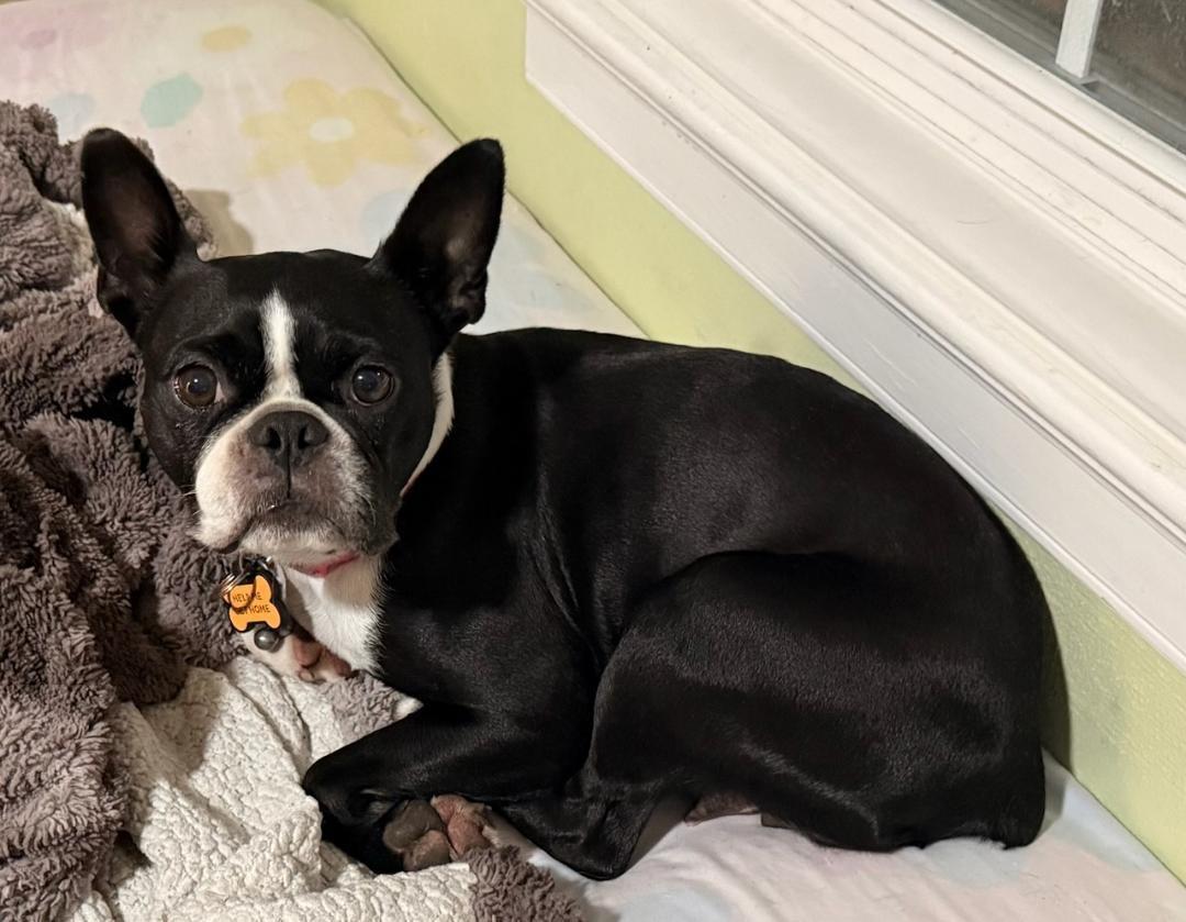 Enlarge Abby in IA, a Adoptable Boston Terrier in Des Moines, IA image 1/6