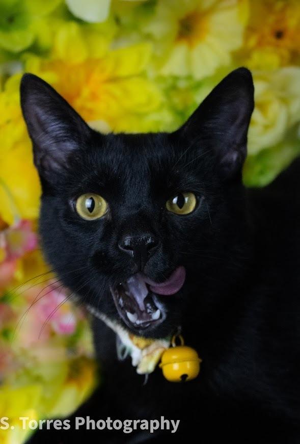 Bueller, Adoptable, Adult Male Domestic Short Hair.
