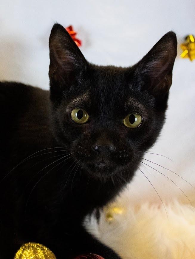 Bueller, a Adoptable Domestic Short Hair in Clinton Township, MI image 2/4