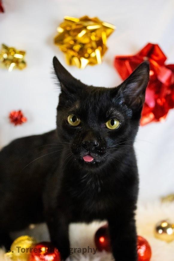 Bueller, a Adoptable Domestic Short Hair in Clinton Township, MI image 3/4