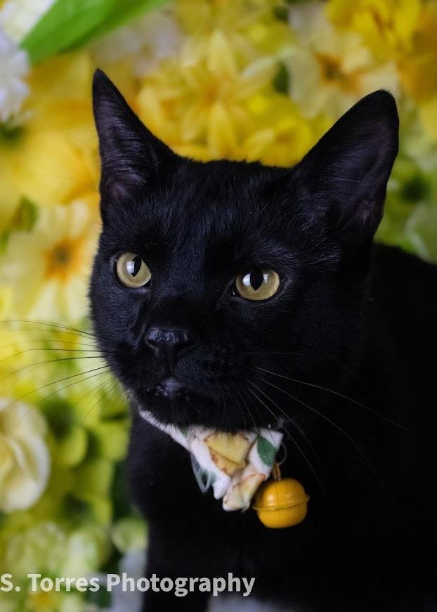 Bueller, a Adoptable Domestic Short Hair in Clinton Township, MI image 4/4