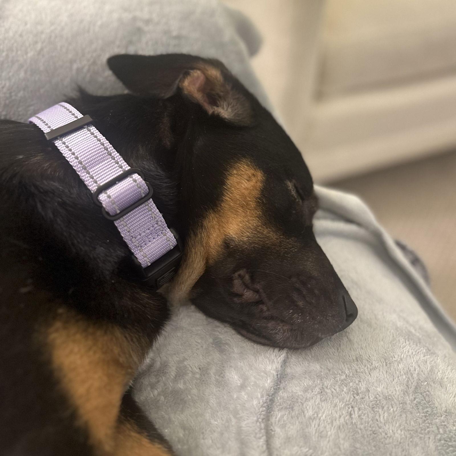 Praline, Adoptable, Young Female Hound.