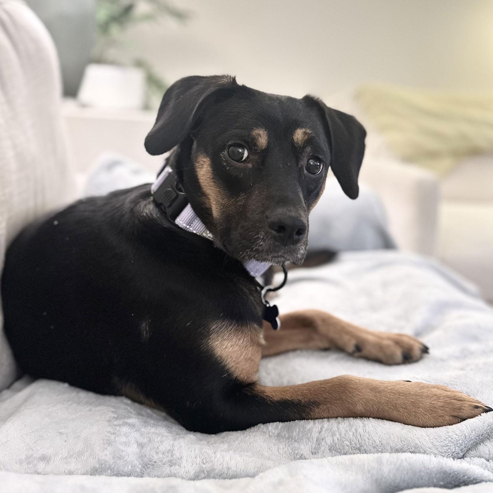 Enlarge Praline, a Adoptable Hound in Charlotte, NC image 2/2