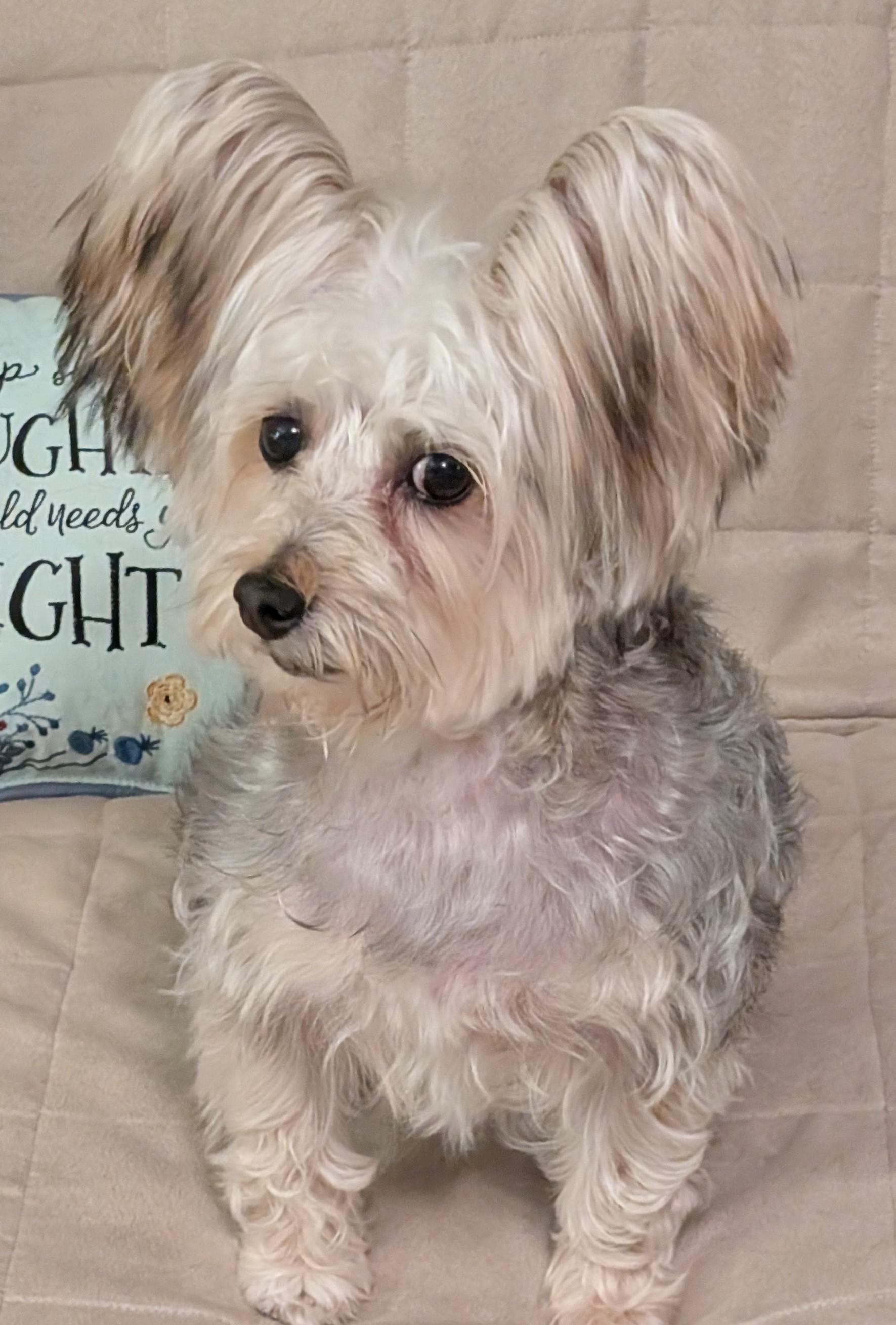 April, a ADOPTABLE Silky Terrier in Greensboro, NC image 3/6