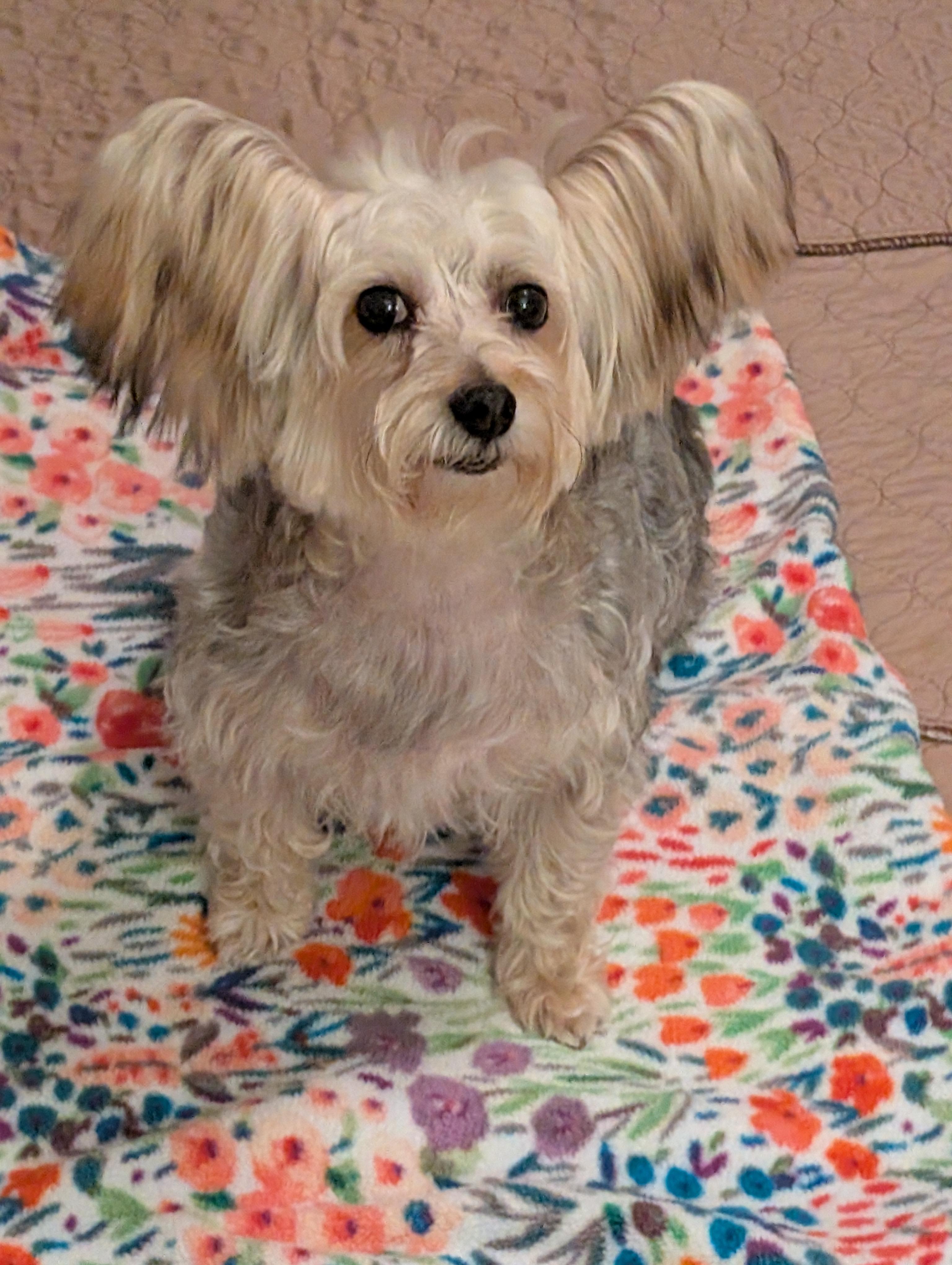 April, a ADOPTABLE Silky Terrier in Greensboro, NC image 2/6