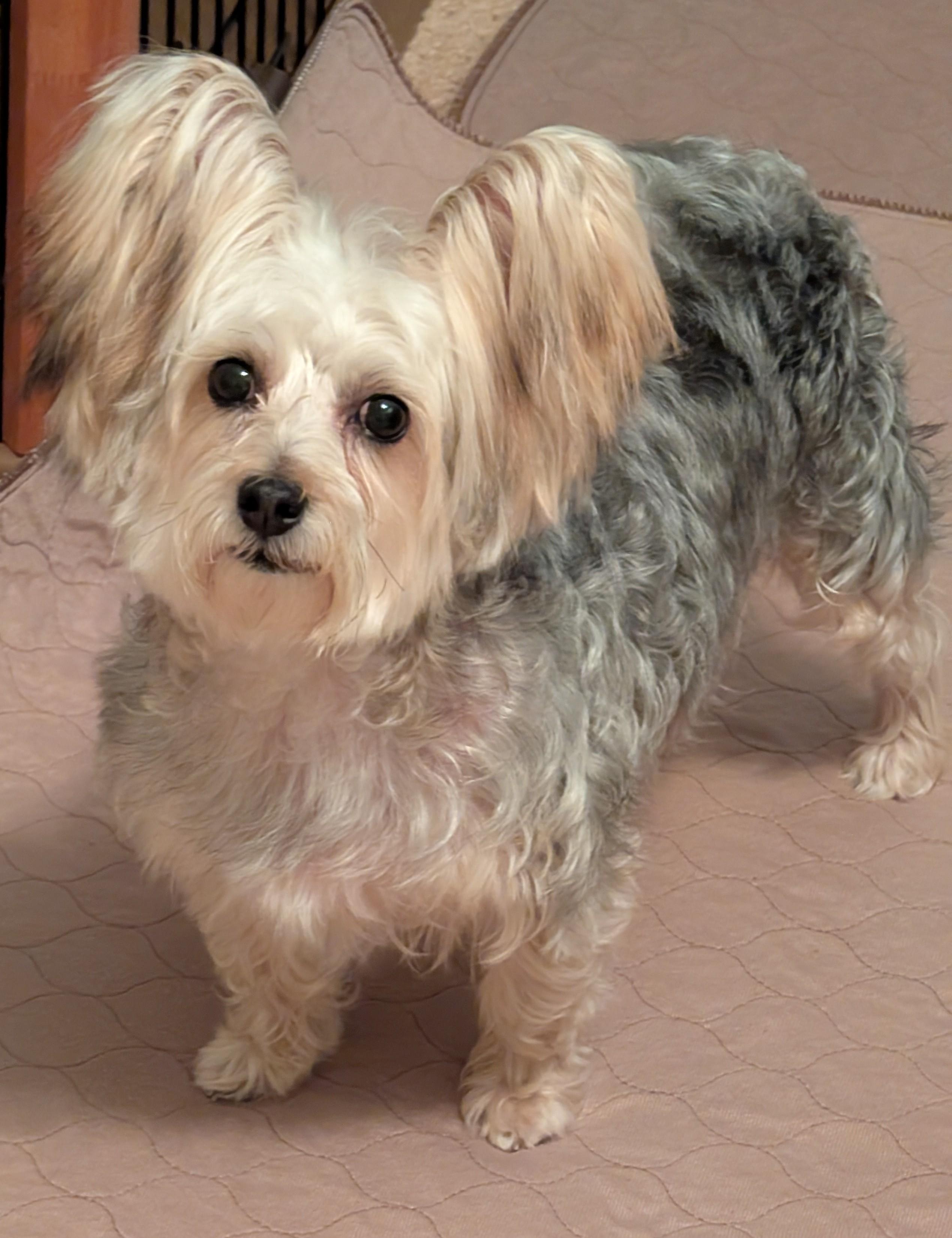 April, a ADOPTABLE Silky Terrier in Greensboro, NC image 5/6